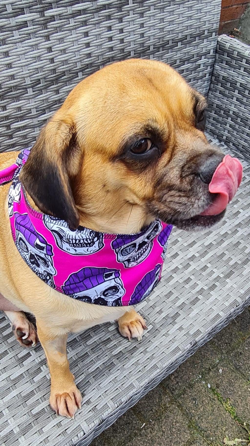 Reversible Dog bandanas